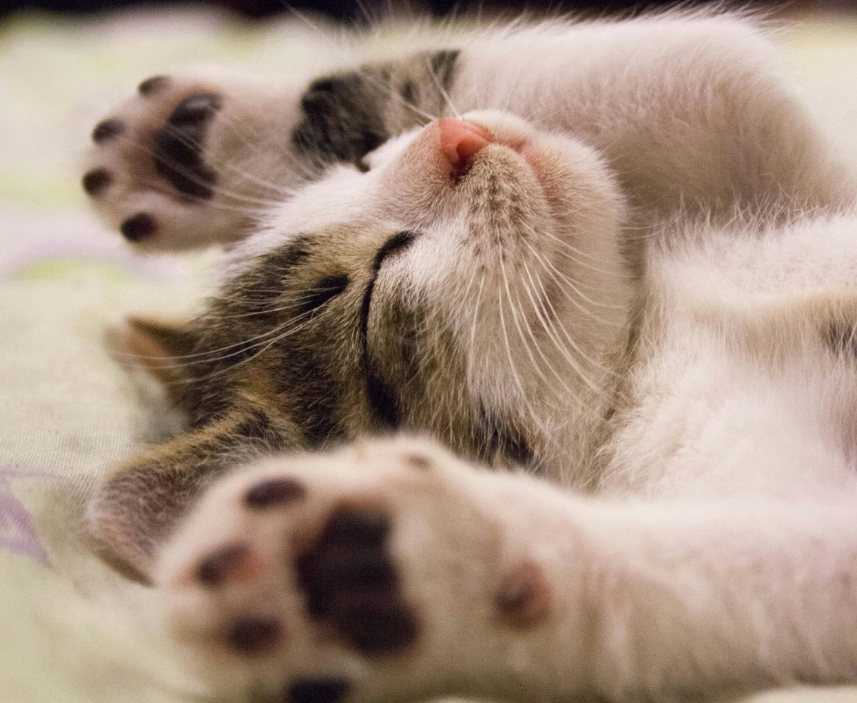 Cat close-up portrait - Whisker Works