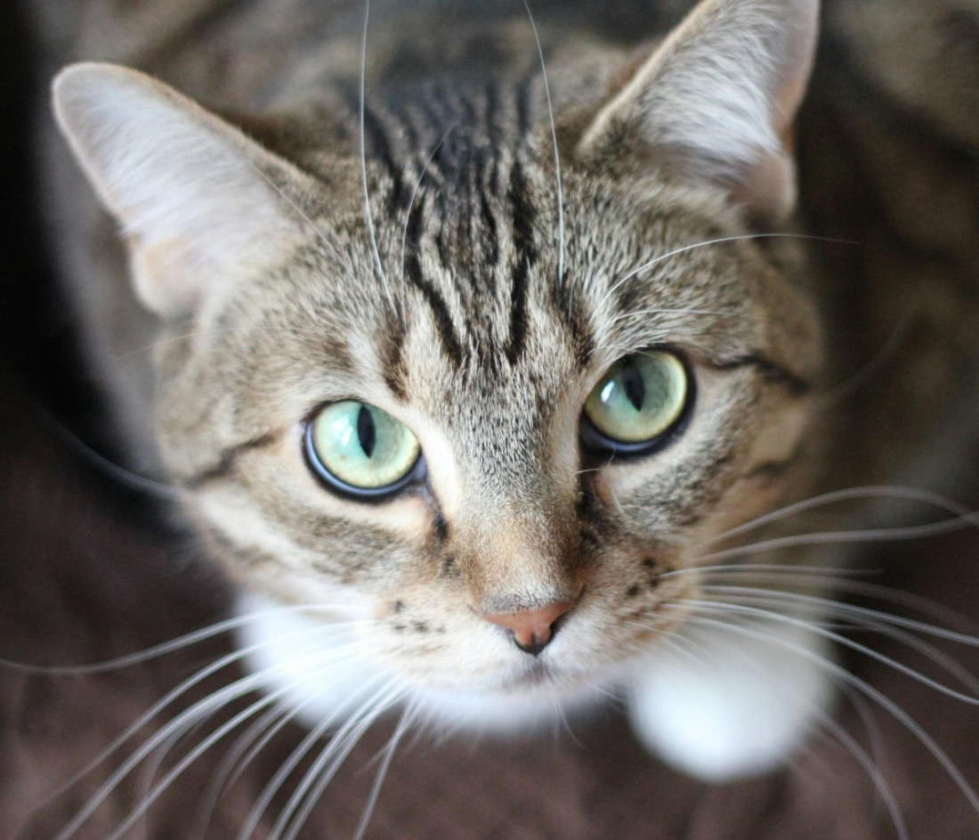 Cat face close-up - Whisker Works