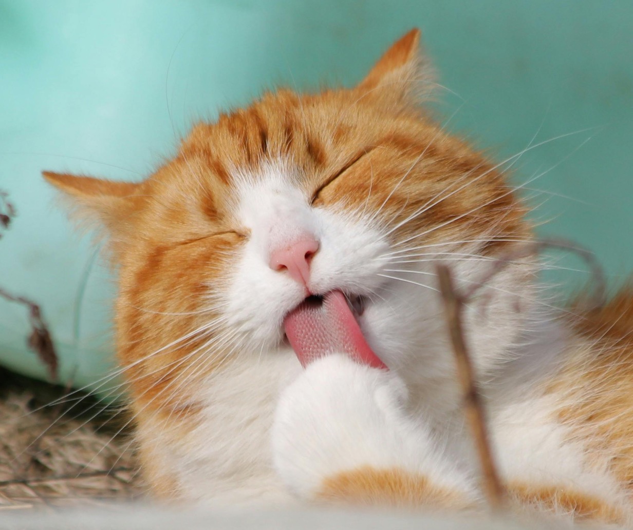 Cat portrait - Whisker Works