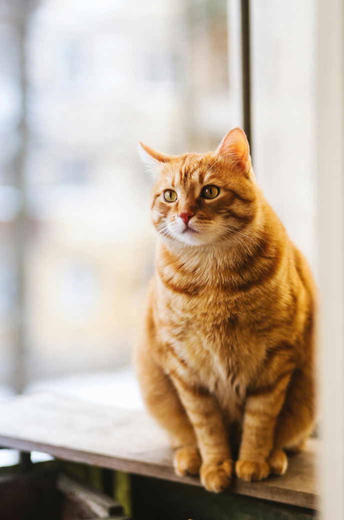 Cat with beautiful eyes - Whisker Works